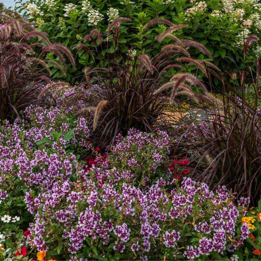4.25 in. Eco+ Grande Totally Tempted Frosted Violets Cuphea (Procumbens) Live Annual Plant with Purple Flowers 4-Pack - Hercitys