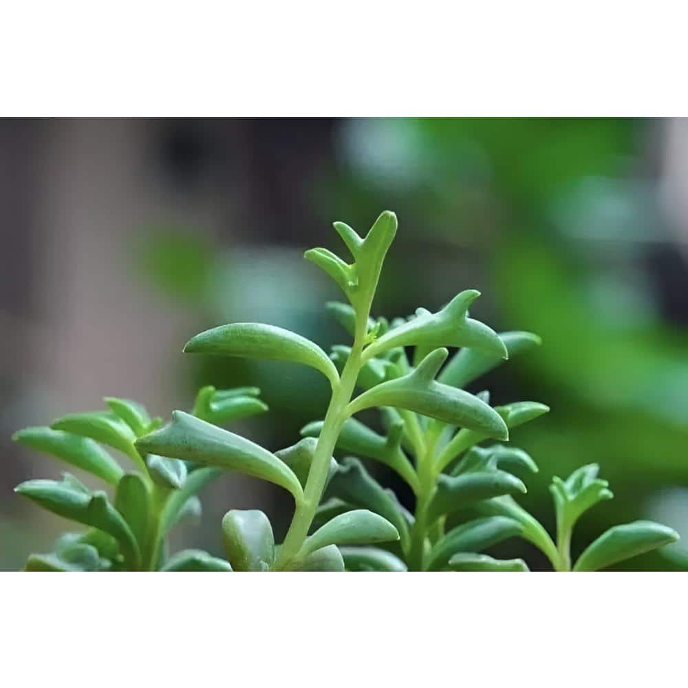 5 in. Senecio Peregrinus with White Flowers, Indoor Succulent Plants in Round Grower Hanging Pot - Hercitys