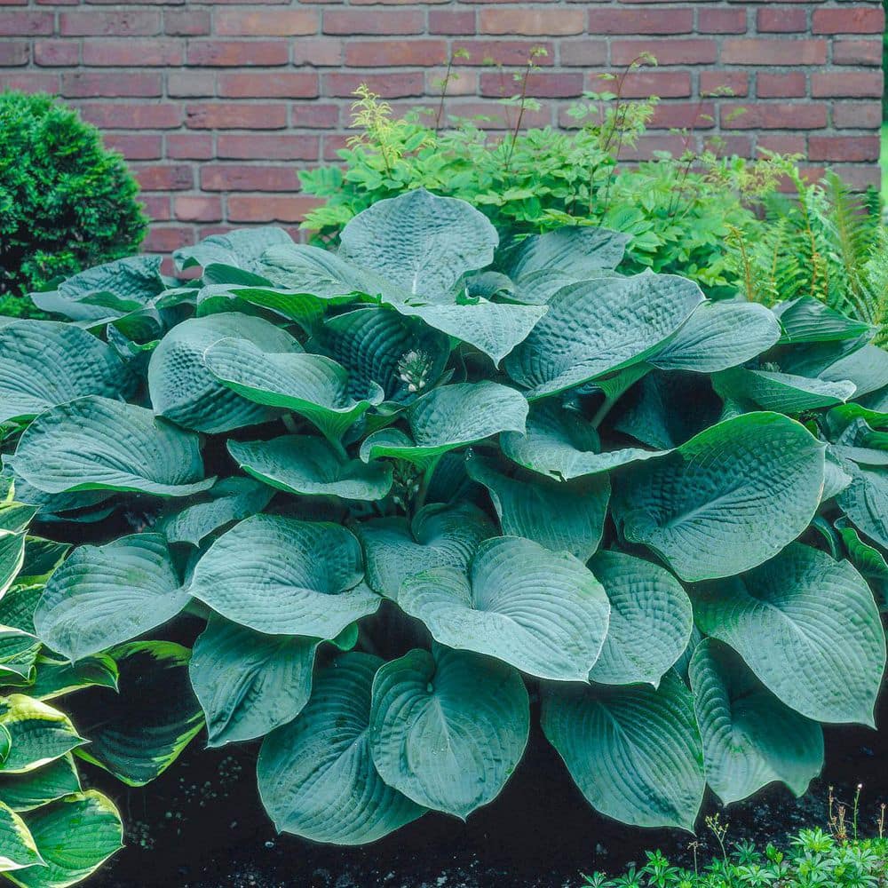 1 Gal. Pot, Bressingham Blue Hosta Potted Perennial Plant (1-Pack) - Hercitys