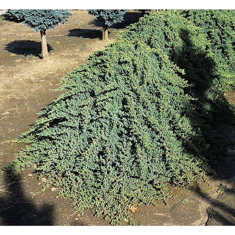 1.5 Gal Green Mound Juniper (Juniperus procumbens Green Mound) Evergreen Shrub 1-Each - Hercitys