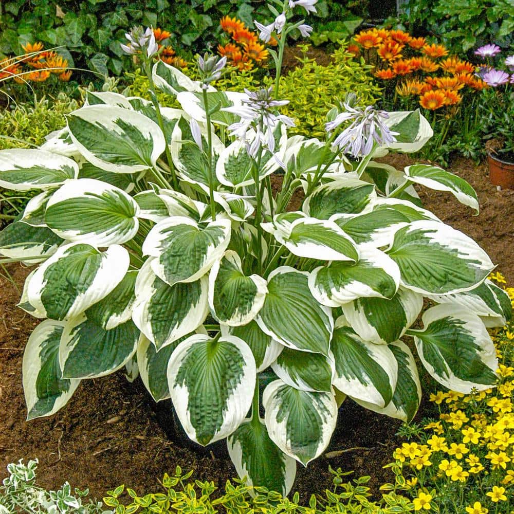 3 Gal. Pot, Fantabulous Hosta Deciduous Perennial Plant (1-Pack) - Hercitys