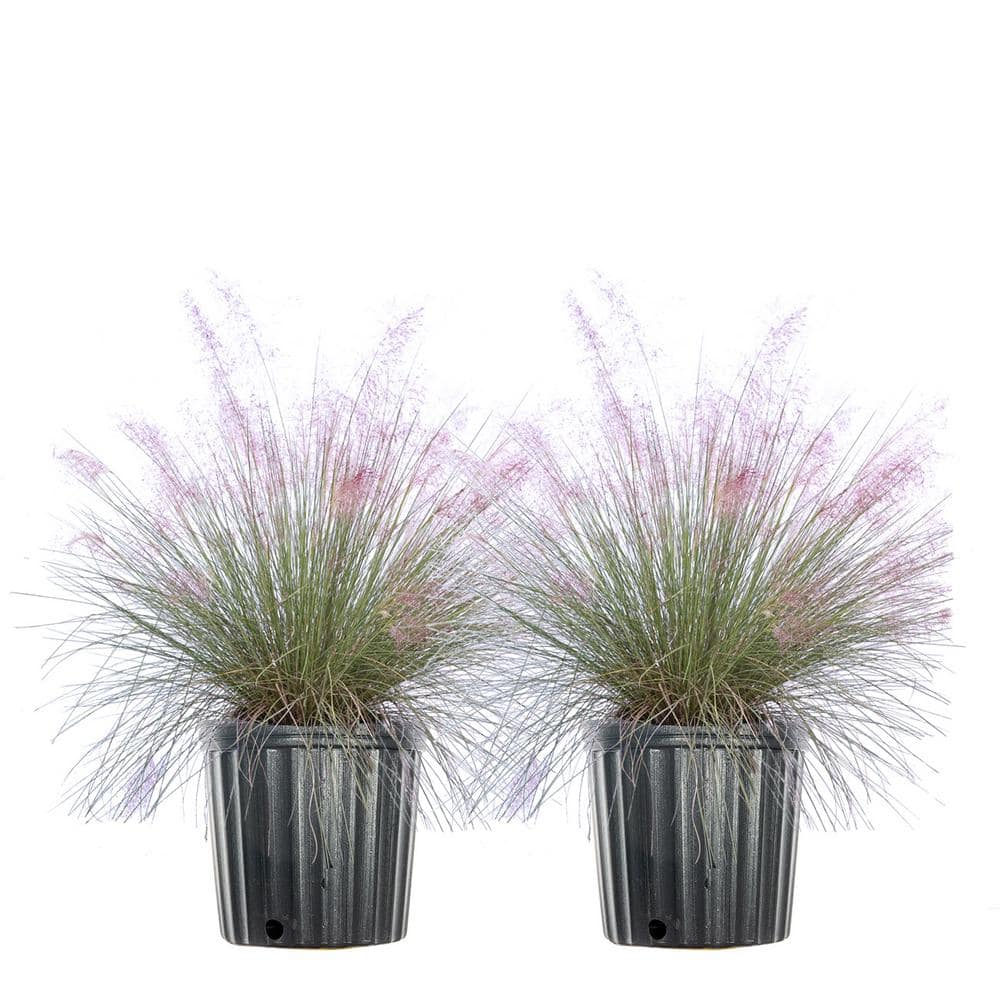 3 Gal. Pink Muhly Grass (2-Pack) - Hercitys
