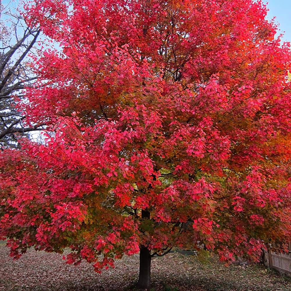 #5 Pot Sun Valley Maple Tree - Hercitys