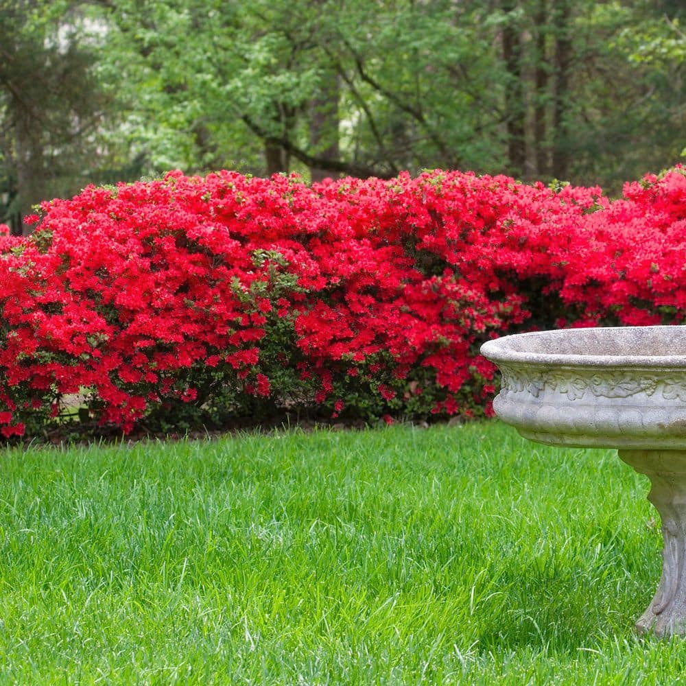 2.5 Quart Azalea ‘Stewartstonian’ Flowering Shrub with Red Flowers - Hercitys