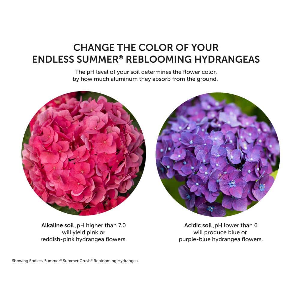 3 Gal. Blushing Bride Reblooming Hydrangea Flowering Shrub, White to Blush Pink Flowers - Hercitys