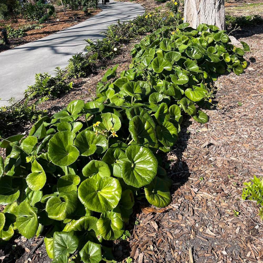 3 Gal. Leopard Farfugium Perennial Plant with Yellow Flowers - Hercitys