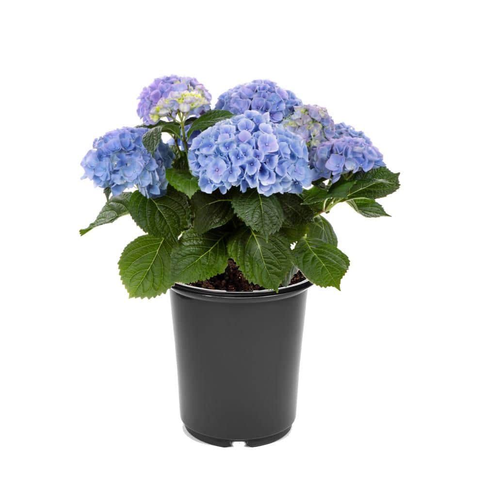 2.5 qt. Hydrangea macrophylla Hi River Blue Perennial Plant with Blue Flowers – 1-Pack - Hercitys