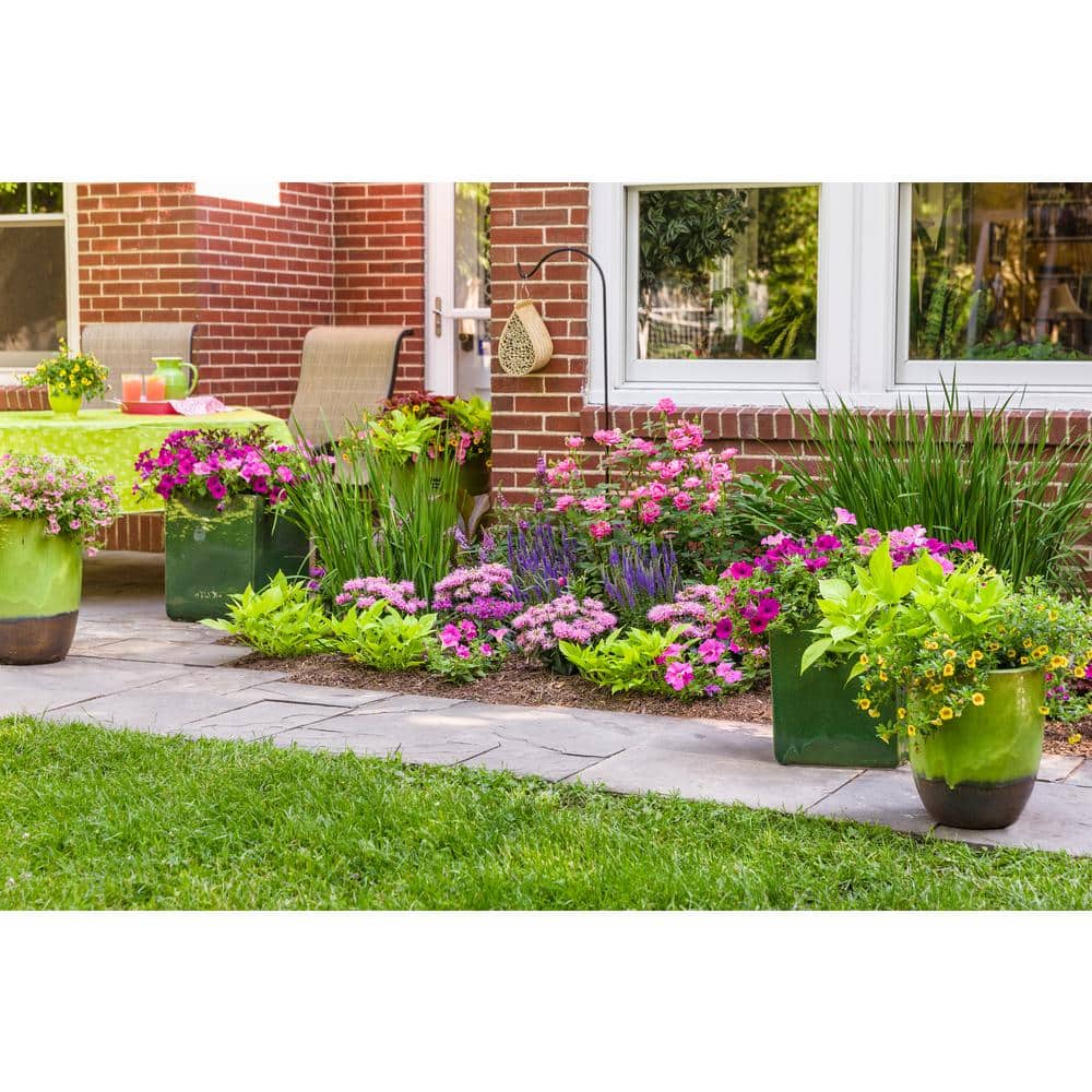 4.25 in. Eco+Grande Sweet Caroline Light Green Sweet Potato Vine (Ipomoea) Live Plant, Green Foliage (4-Pack) - Hercitys