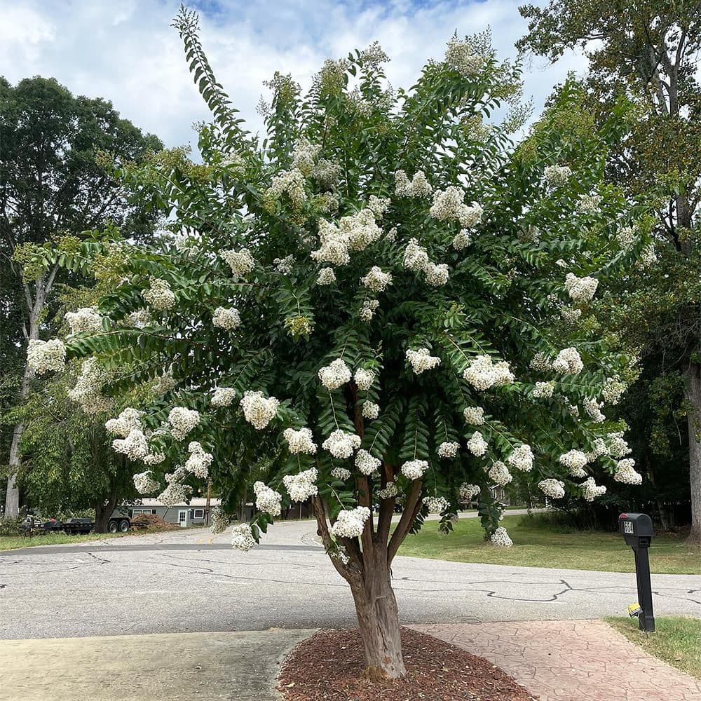 2.25 Gal. Natchez Crape Myrtle Tree - Hercitys