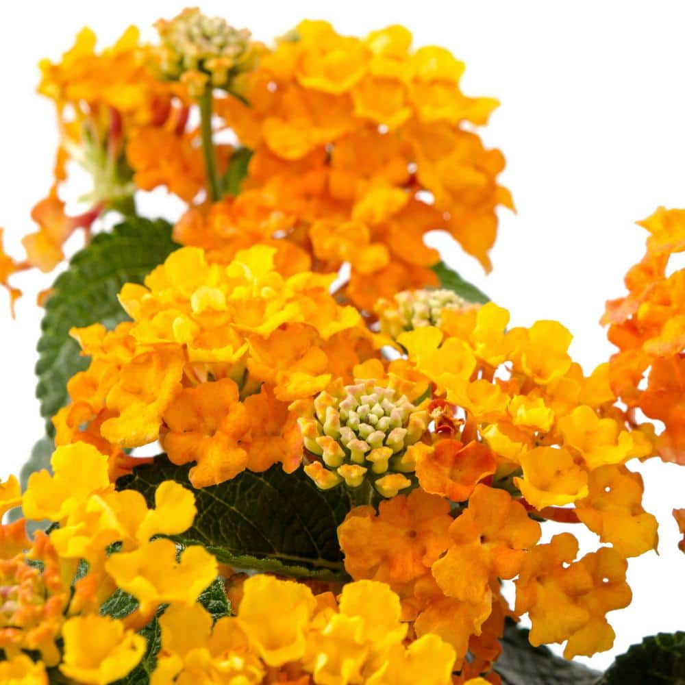 2.5 in Lantana, Bloomify Orange Annual Plant (3-Piece) - Hercitys