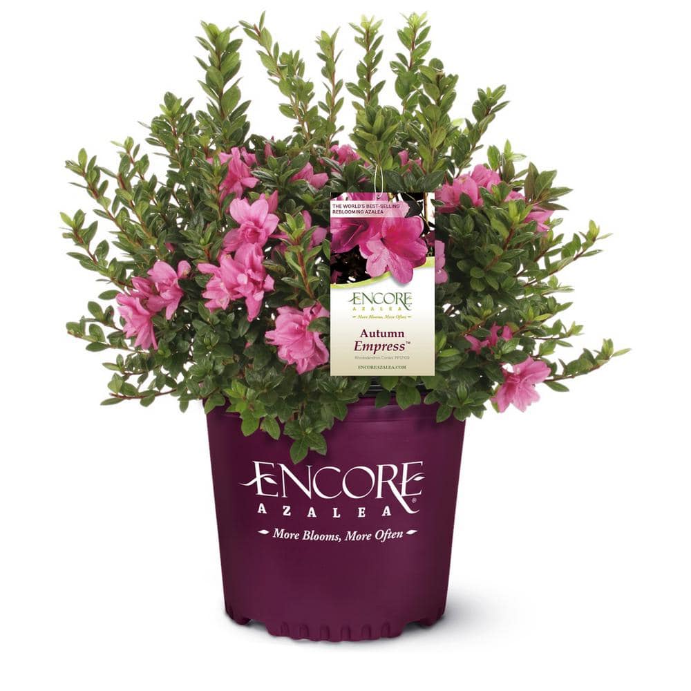 3 Gal. Autumn Empress Shrub with Medium Pink Reblooming Flowers - Hercitys