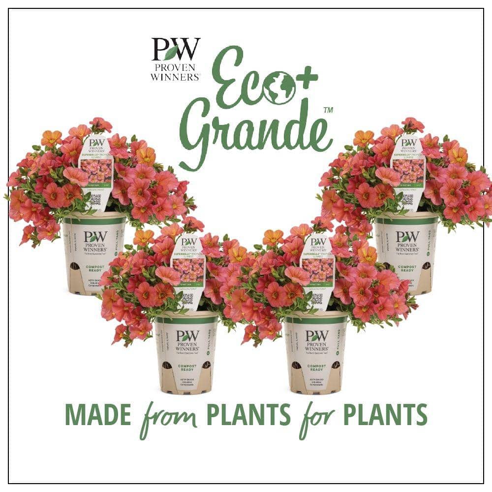 4.25 in. Eco+Grande Superbells Tropical Sunrise (Calibrachoa) Live Plant, Pink, Yellow and Red-Streaked Flowers (4-Pack) - Hercitys