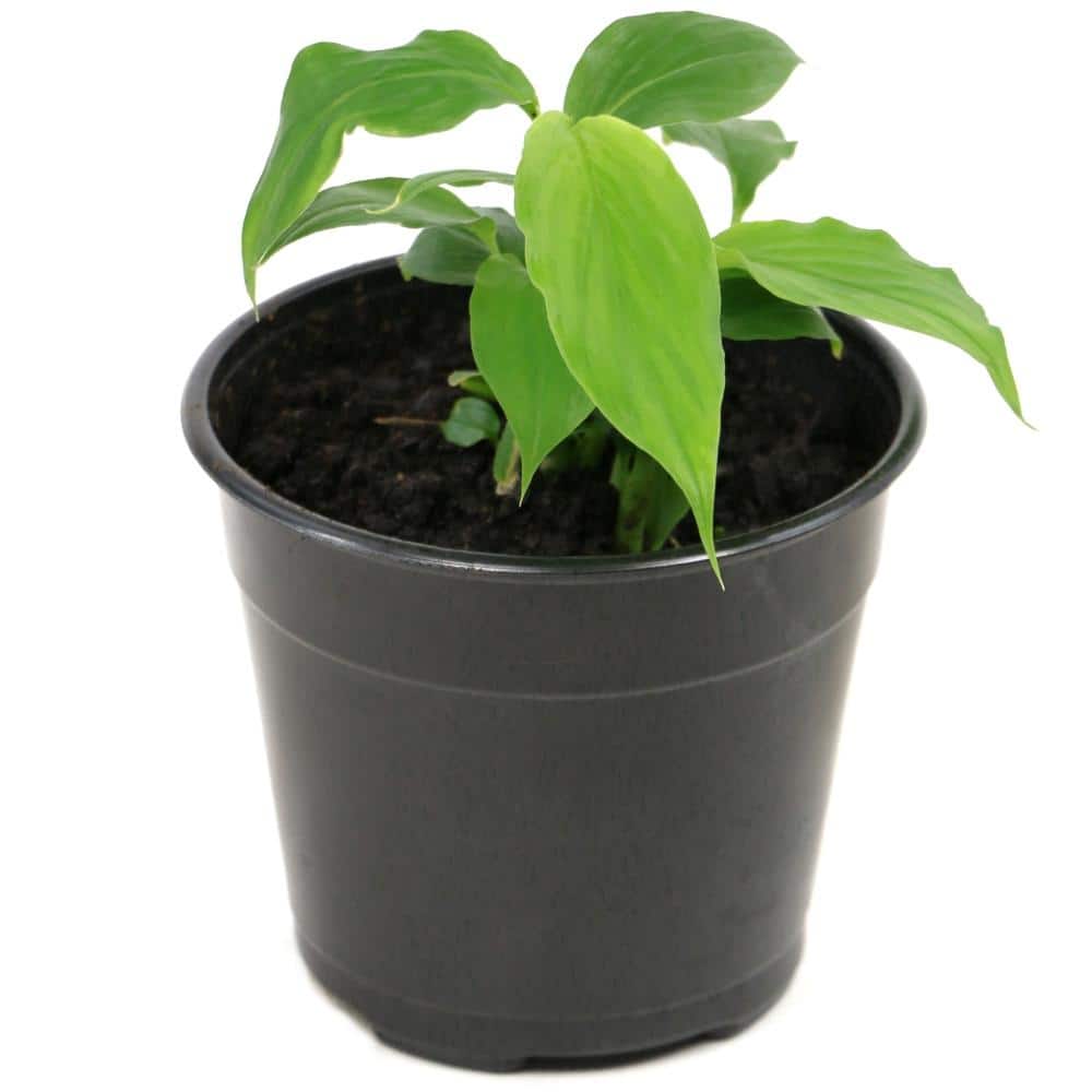 2.5 Qt. Curcuma Pink Bloom Plant - Hercitys