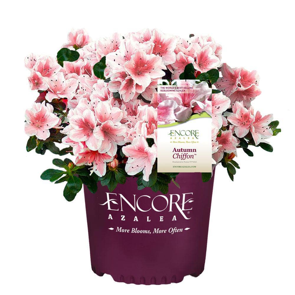 3 Gal. Encore Autumn Chiffon Azalea Shrub with Bi-Color Pink Reblooming Flowers - Hercitys