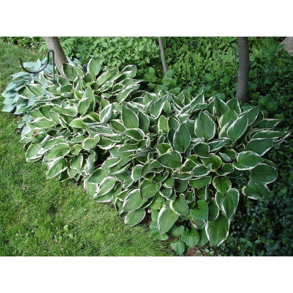 3 Gal. Aureomarginata Hosta Live Perennial Plant (2-Pack) - Hercitys