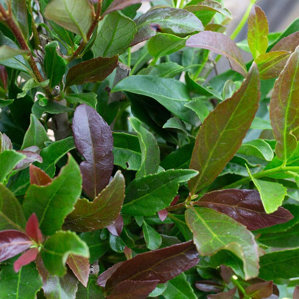 3 Gal. Coppertop Sweet Viburnum Shrub with Olive Green to Dark Red Evergreen Foliage - Hercitys