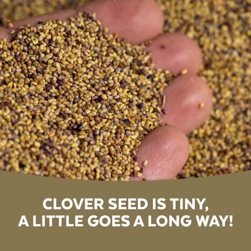 2 lb White Clover - Hercitys