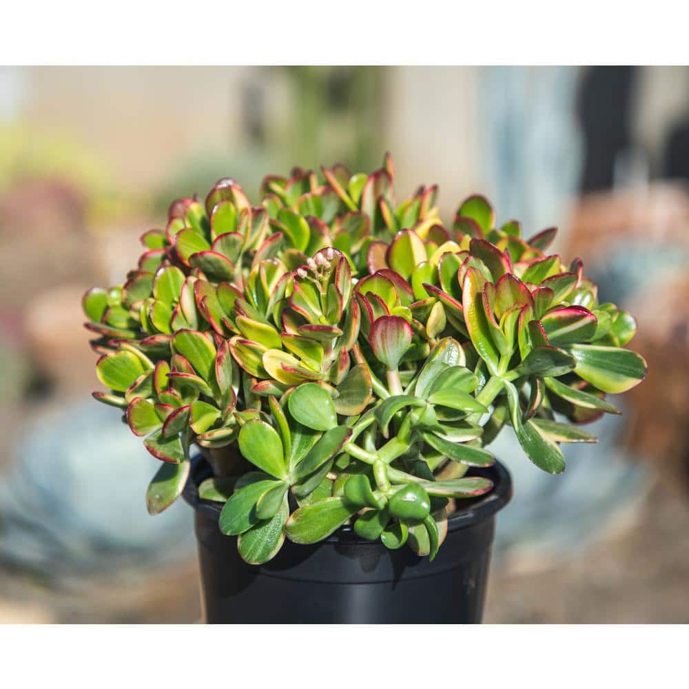 1 Gal. Crassula Obliqua Lemon N Lime (Variegated Jade) – Single - Hercitys