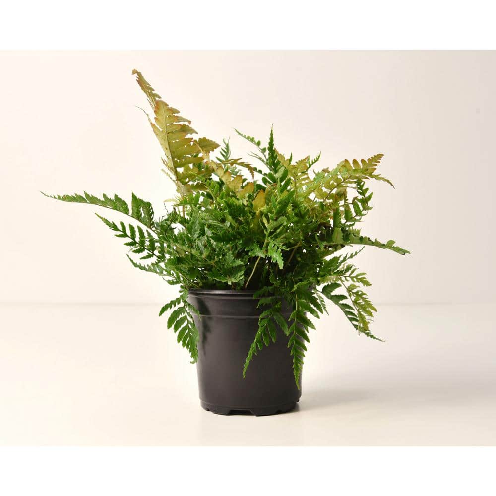 1 gal. Autumn Fern Plant - Hercitys
