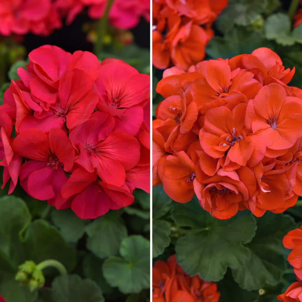4 in. Geranium Solera Collection Annual Plant with Multicolor Flowers (4-Pack) - Hercitys