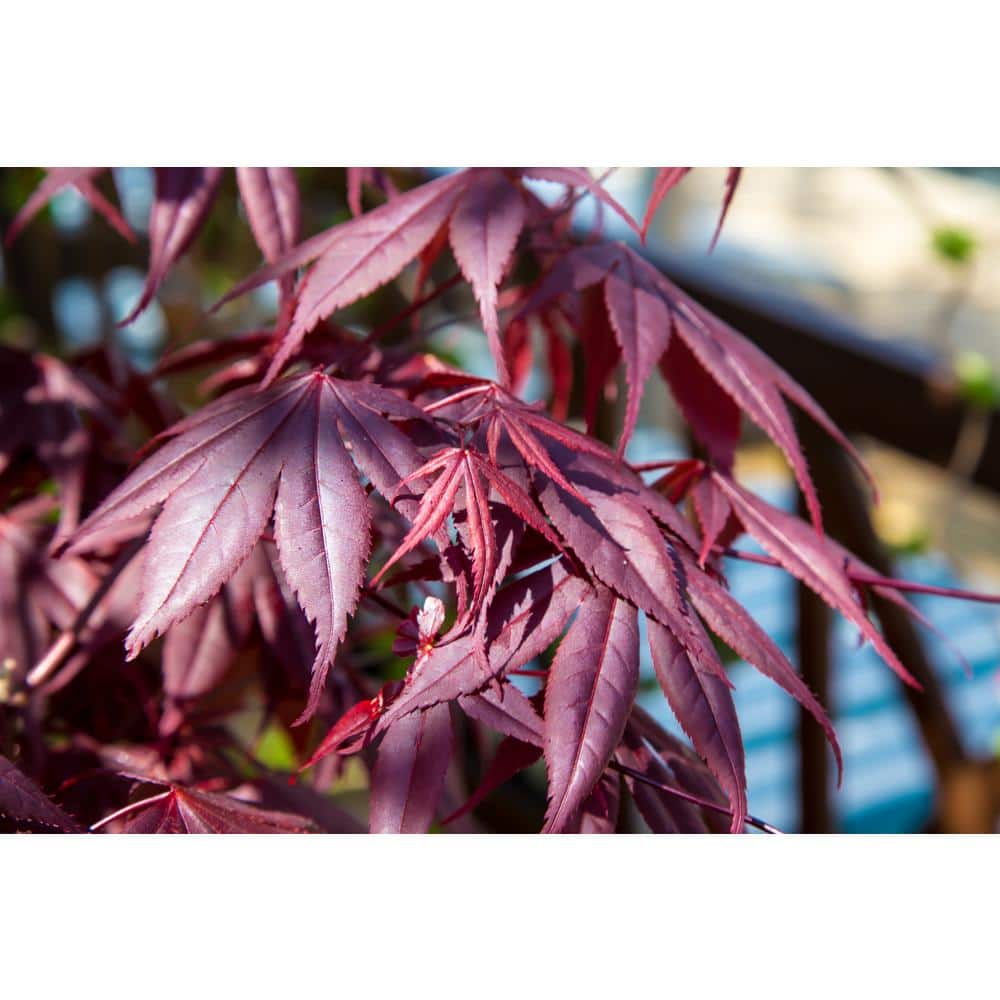 3 Gal. Bloodgood Japanese Maple Live Tree with Attractive Red Foliage (1-Pack) - Hercitys