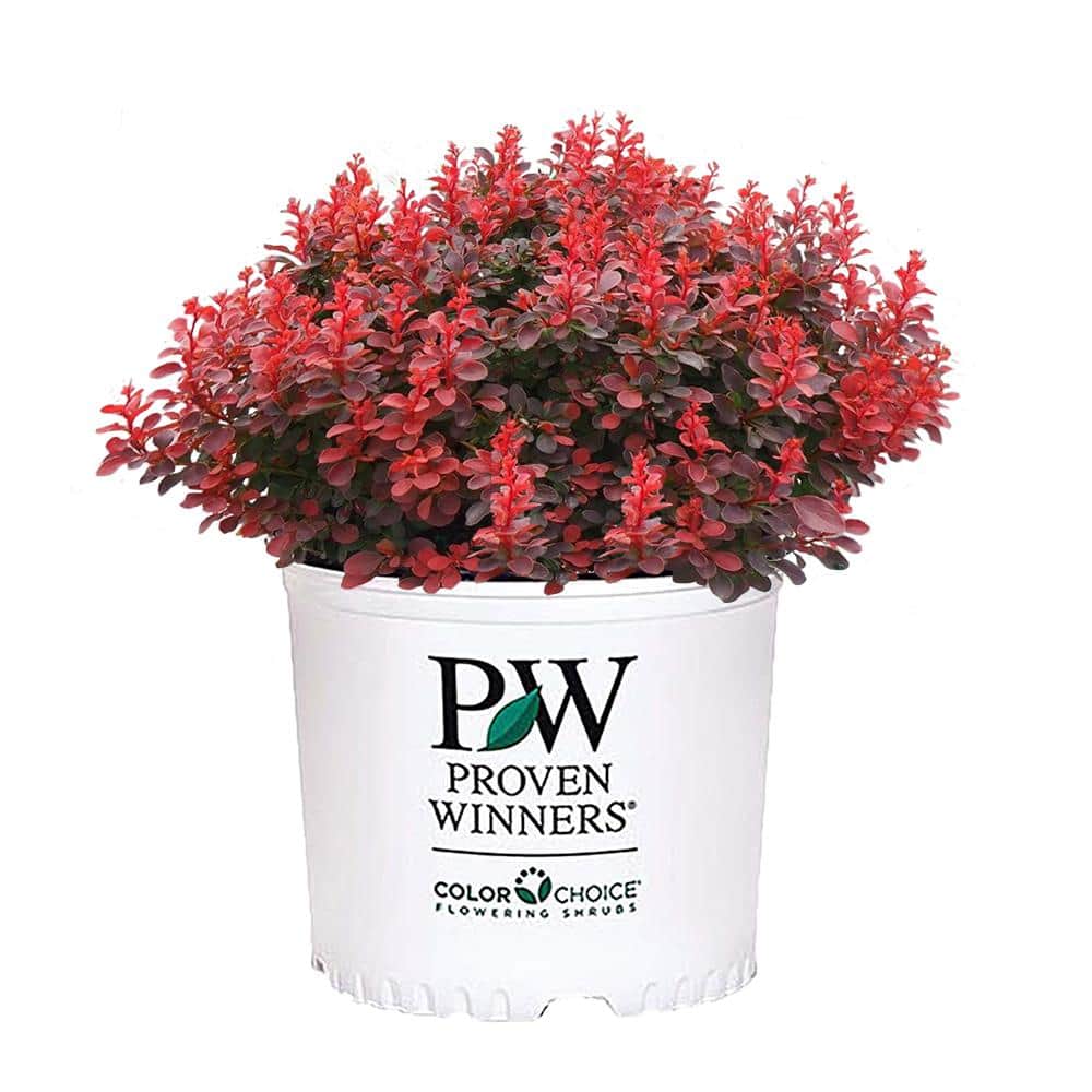 2 Gal. Sunjoy Mini Maroon Barberry Plant with Deep Purple-Red Foliage - Hercitys