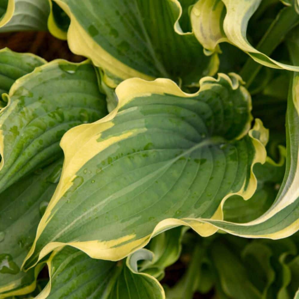 0.65 Gal. Shadowland ‘Voices in the Wind’ Hosta (Hosta hybrid) Live Perennial Plant with Blue Green and Yellow Foliage - Hercitys