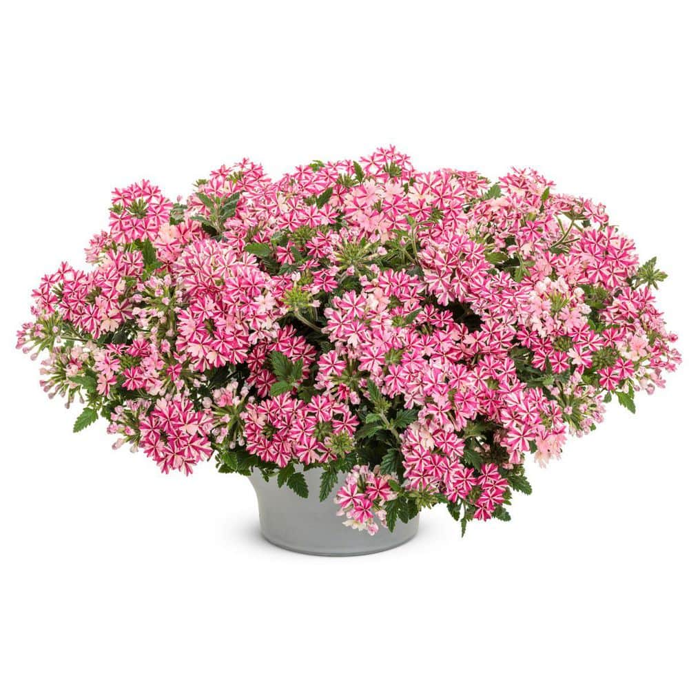 4.25 in. Eco+ Grande Superbena Cherryburst (Verbena Hybrid) Live Annual Plant with Pink Flowers 4-Pack - Hercitys