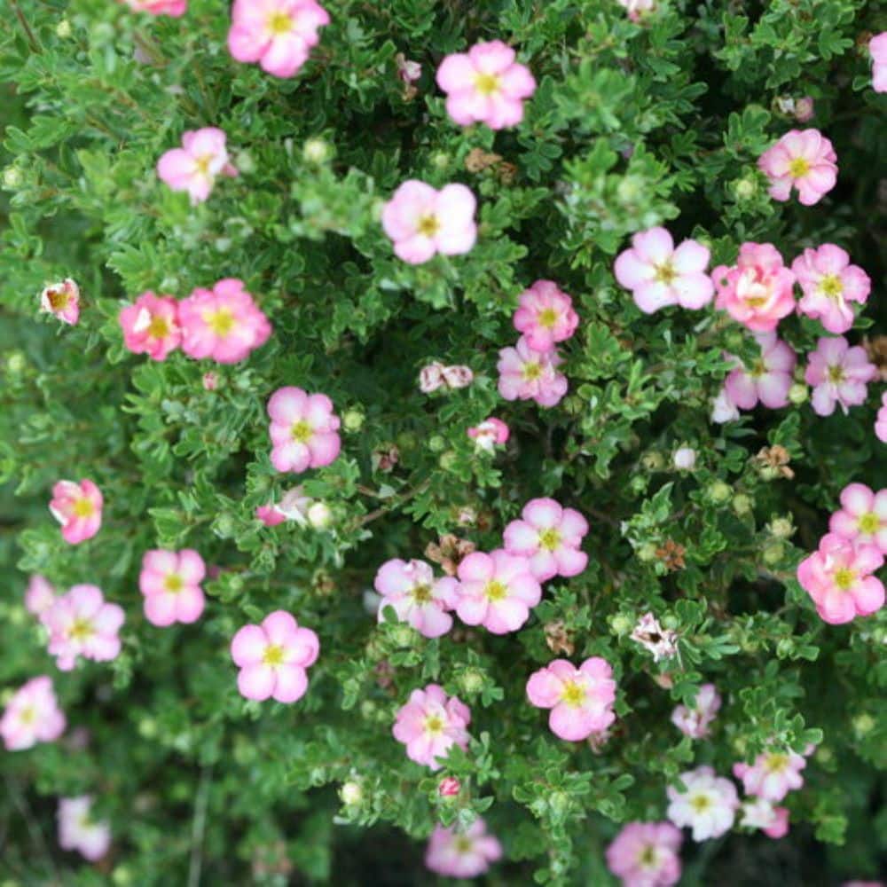 2.0 Gal. Potentilla Happy Face Hearts (Potentilla f. ‘Happy Face Hearts’) Shrub with Pink Flowers 1-Each - Hercitys