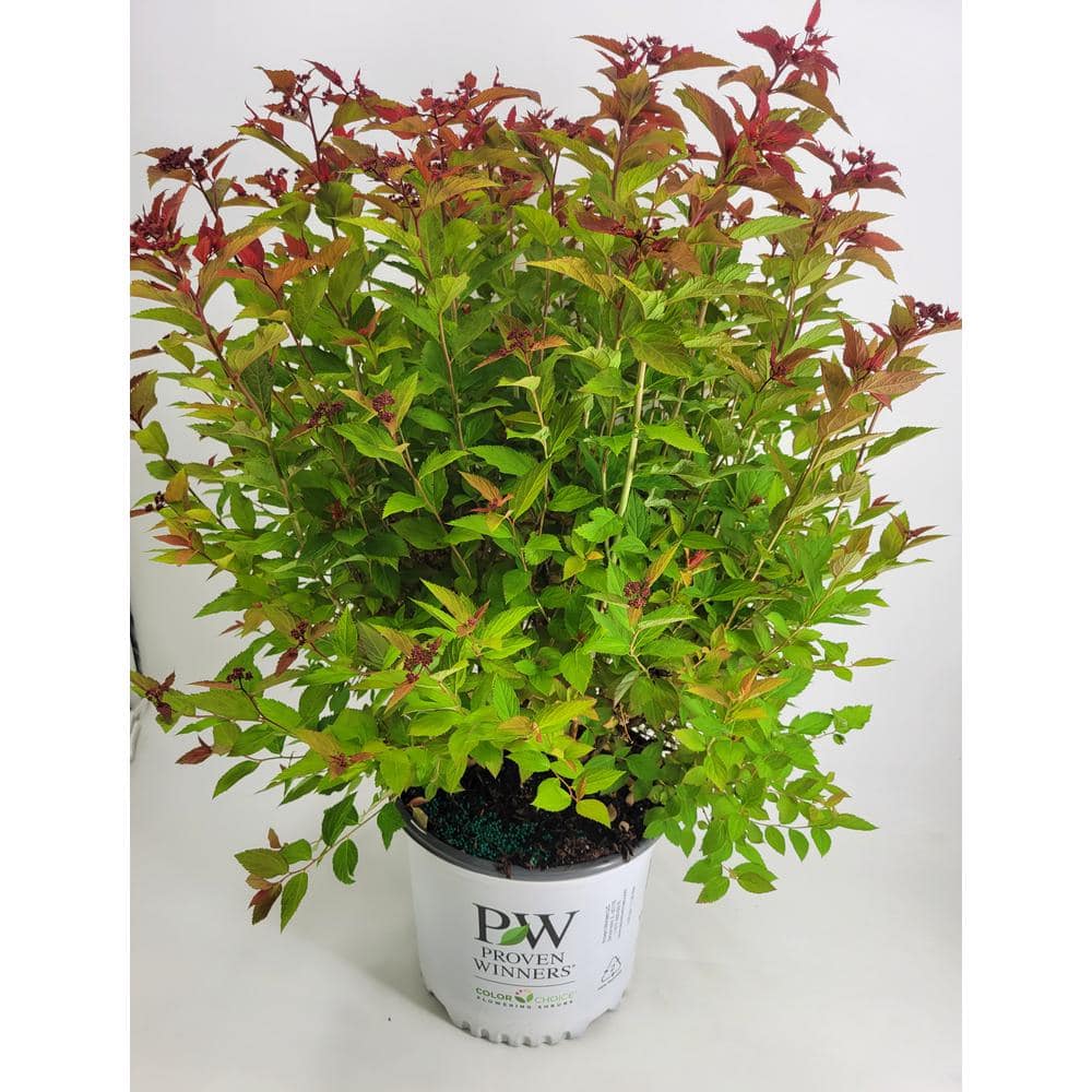 3 Gal. Double Play Doozie Spirea Flowering Live Shrub with Red Flowers - Hercitys
