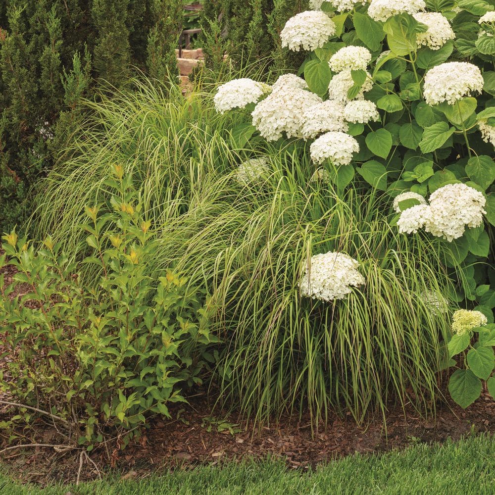 0.65 Gal. Prairie Winds ‘Desert Plains’ Fountain Grass (Pennisetum alopecuroides) Live Perennial Plant - Hercitys