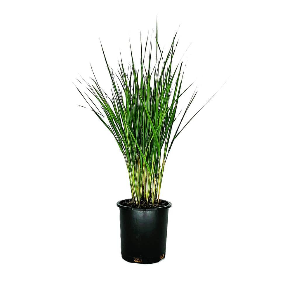 2.5 QT. Karl Foerster Calamagrostis x acutiflora Feather Reed Grass Ornamental Grass - Hercitys