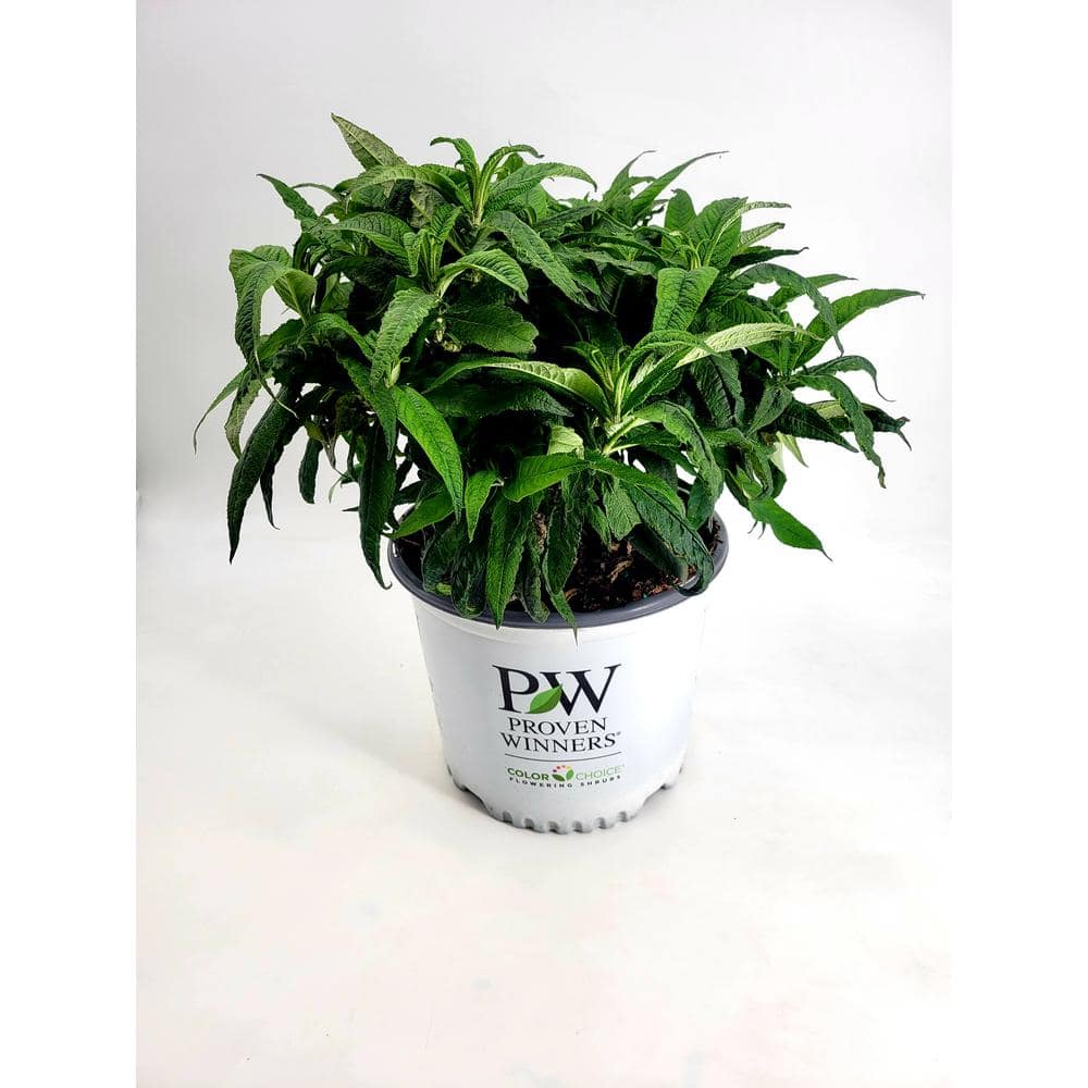 2 Gal. Pugster Periwinkle Butterfly Bush (Buddleia) Live Shrub with Purple Flowers - Hercitys