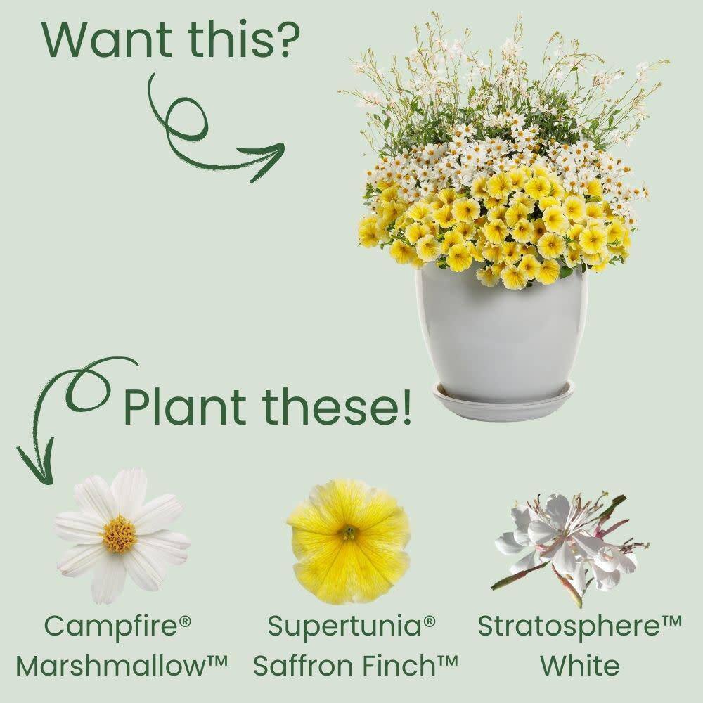 4.25 in. Eco+ Grande Campfire Marshmallow Apache Beggarticks (Bidens Hybrid) Live Annual Plant with White Flowers 4-Pack - Hercitys