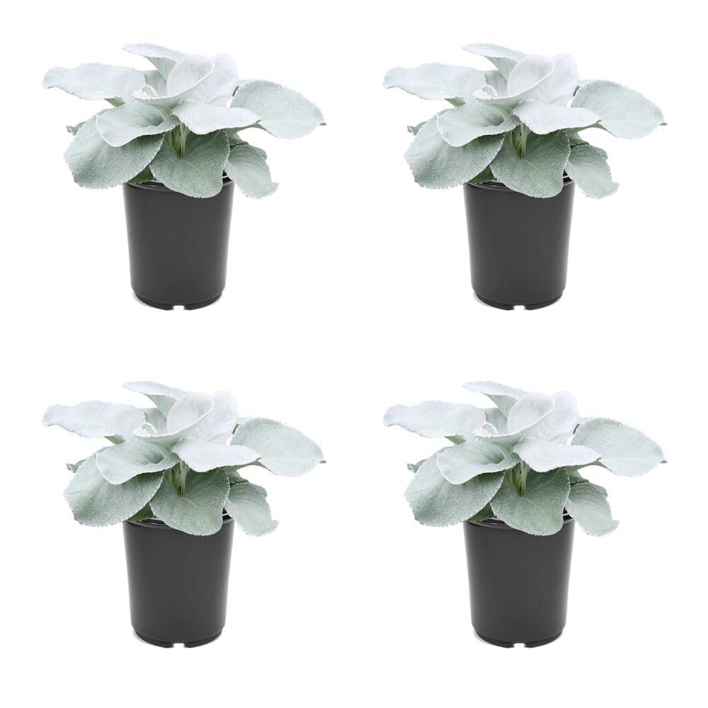 2.5 qt. Senecio Angel Wings Annual Plant with No Flowers-(4-Pack) - Hercitys
