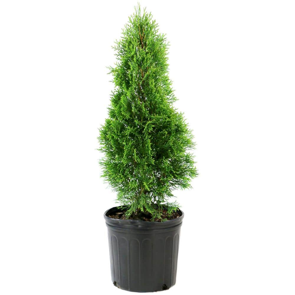 2.25 Gal. Arborvitae Emerald Green Shrub - Hercitys