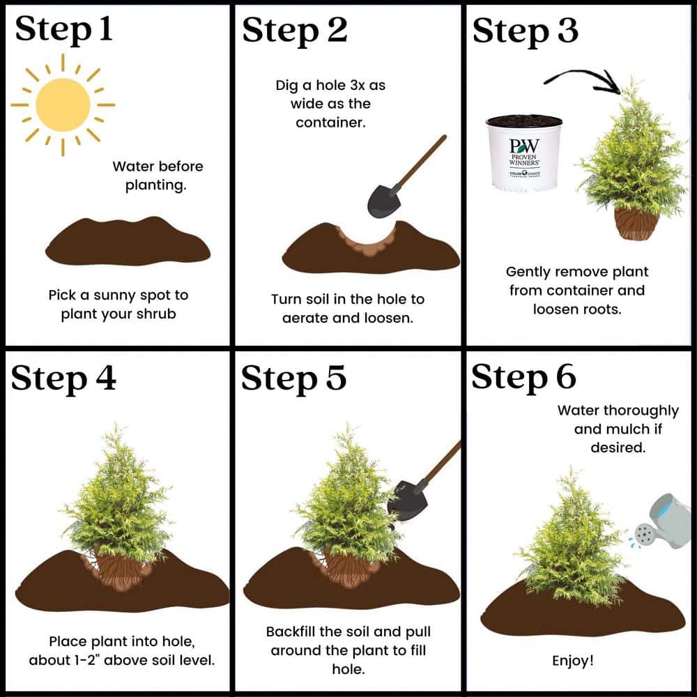 2 Gal. Soft Serve Gold False Cypress Shrub with Yellow-Gold Foliage - Hercitys