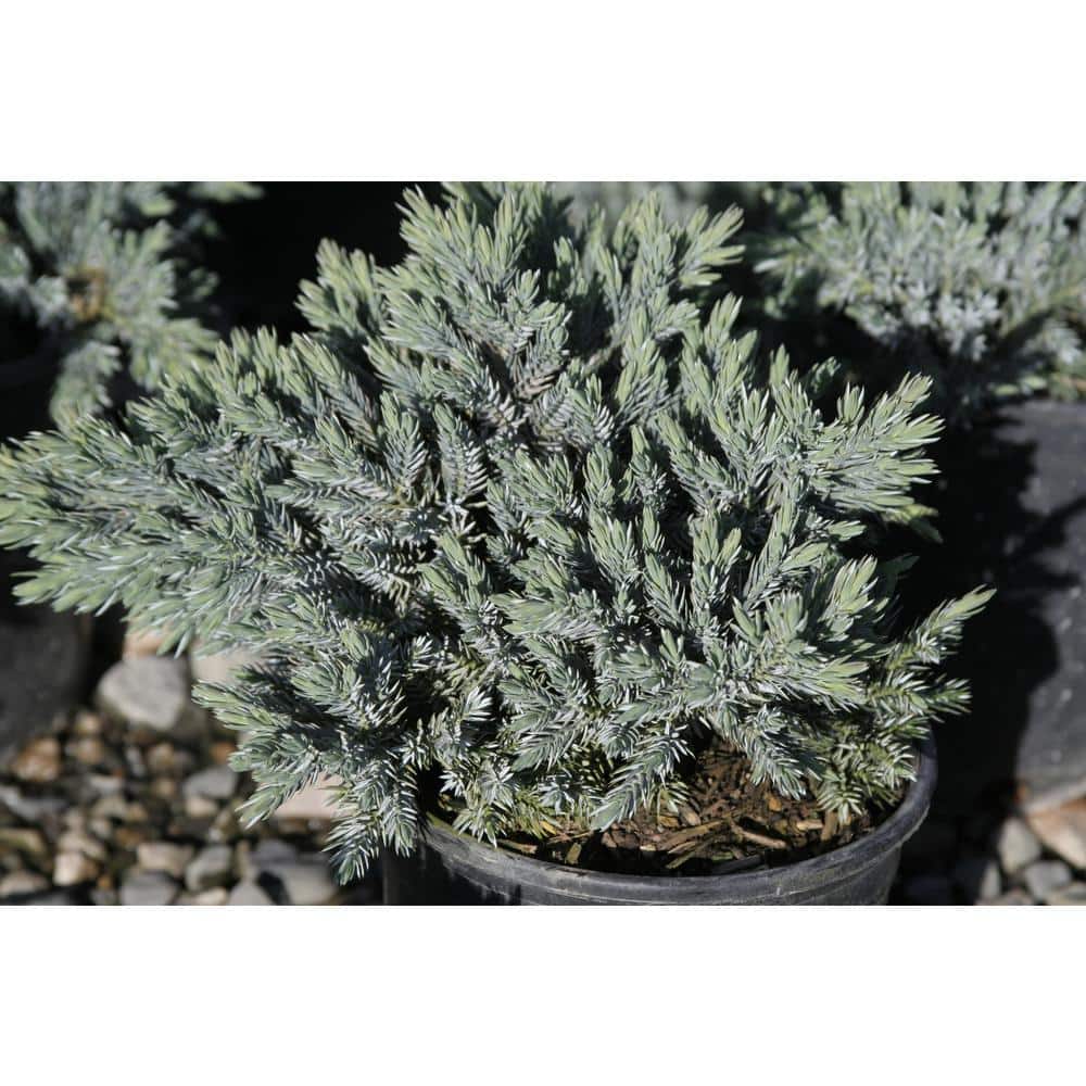 2.5 Qt. – Blue Star Juniper Live Shrub with Icy Blue Folliage - Hercitys