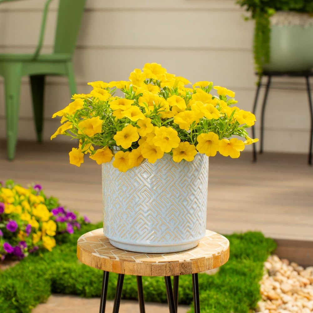 2.5 Qt. Proven Winners Calibrachoa Superbells Yellow Annual Plant (3-Pack) - Hercitys
