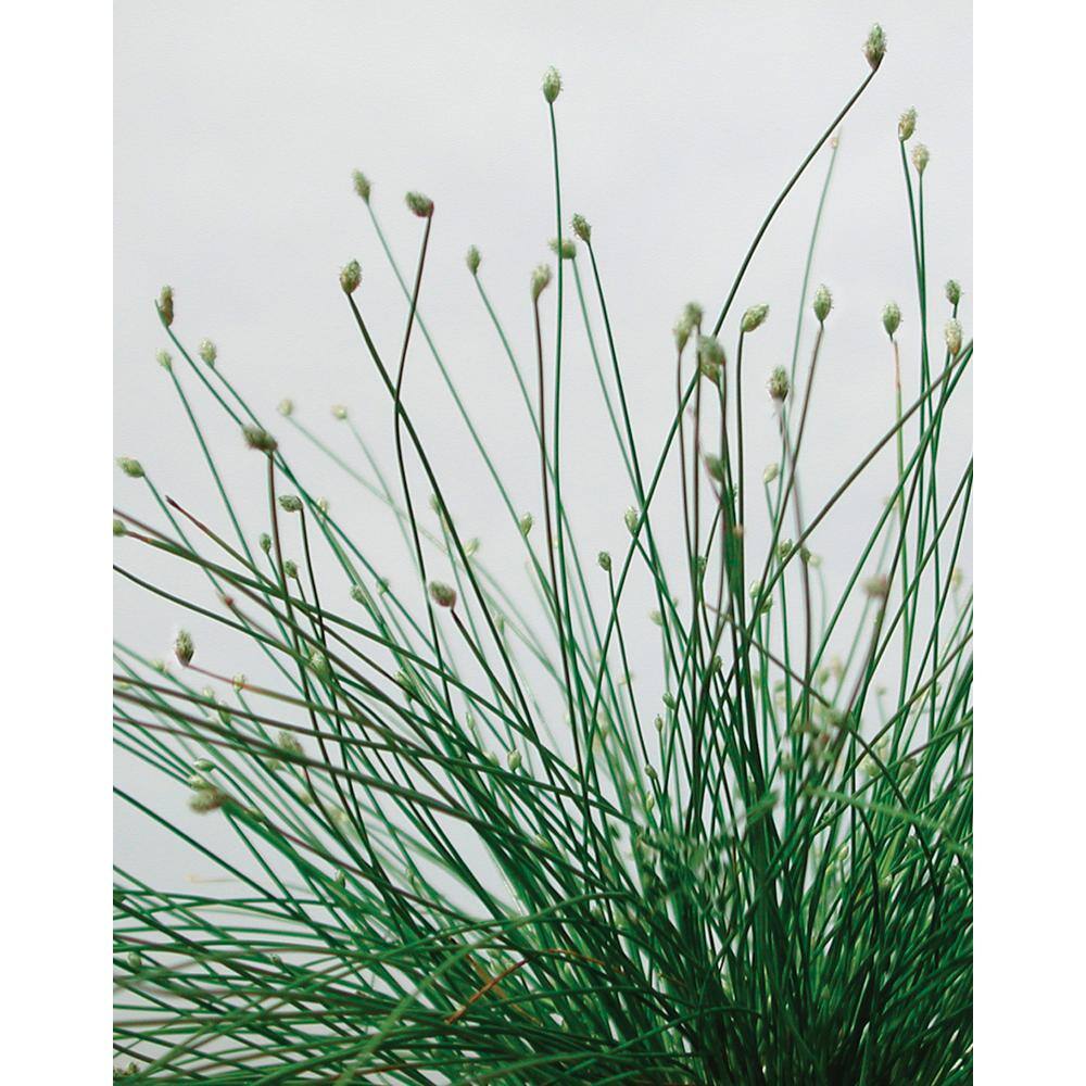 4.5 in. Qt. Graceful Grasses Fiber Optic Grass (Isolepsis) Live Plant, Green Foliage - Hercitys