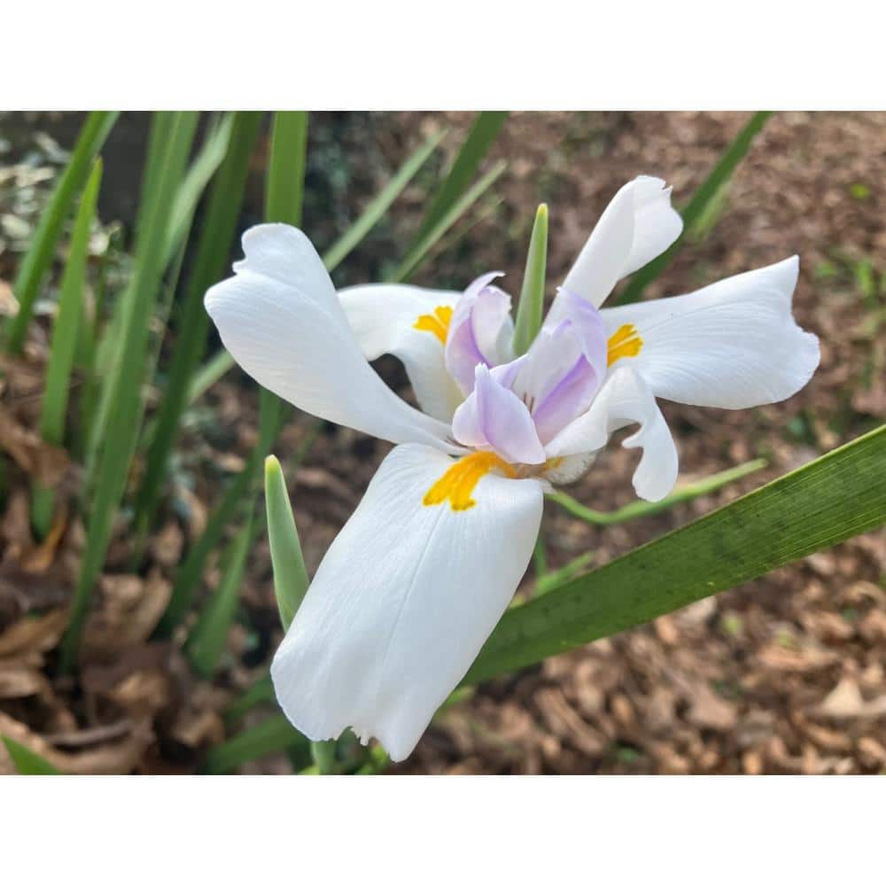 2.5 Qt. White African Iris With White Blooms Featuring Yellow and Purple Highlights, Live Evergreen Plant - Hercitys
