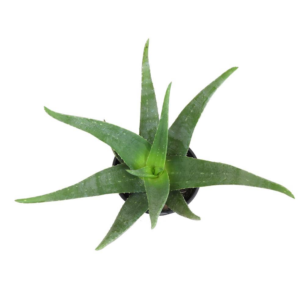 1G Single Aloe Vera in Nursery Pot - Hercitys