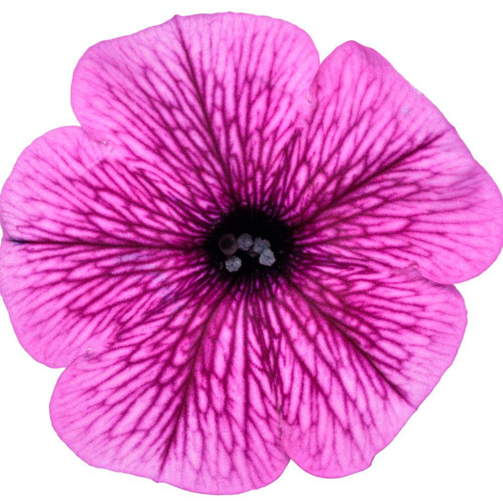 4.25 in. Eco+ Grande Supertunia Mini Vista Plum Veined (Petunia Hybrid) Live Annual Plant with Pink Flowers 4-Pack - Hercitys