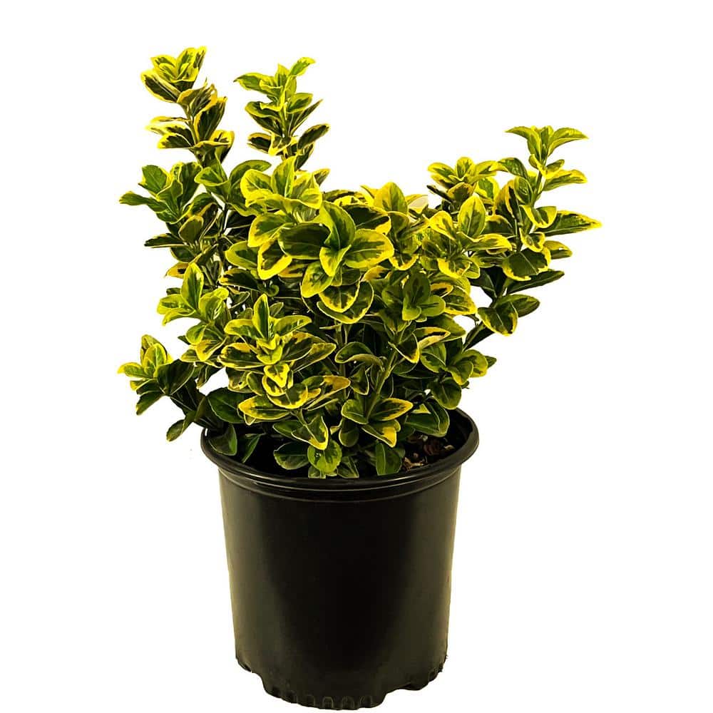 2.25 Gal. Golden Euonymus Live Shrub with Yellow-Green Marbled Foliage - Hercitys