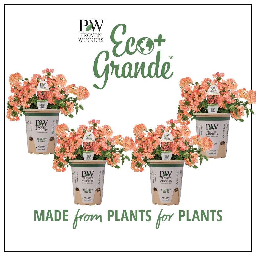4.25 in. Eco+Grande Superbena Royale Peachy Keen (Verbena) Live Plant, Peach-Orange Flowers (4-Pack) - Hercitys