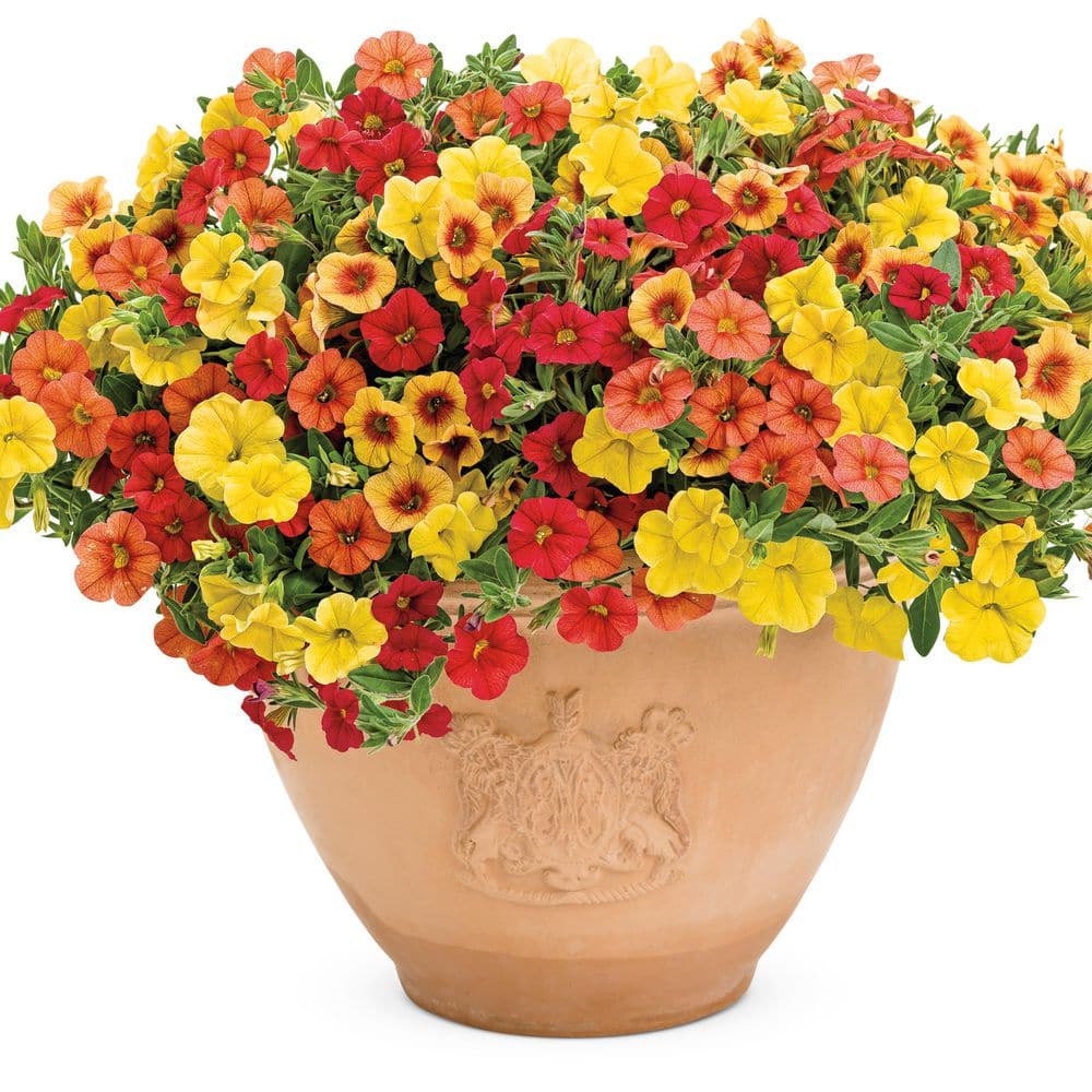 4.25 in. Eco+ Grande Superbells Red (Calibrachoa hybrid) Live Annual Plant with Red Flowers 4-Pack - Hercitys