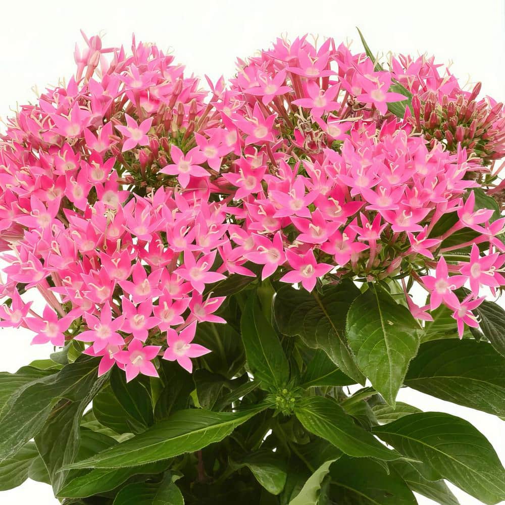 4 in. Star Bright Mix Pink-Red-Lavender Pentas Plant (4-Piece) - Hercitys