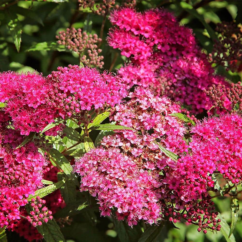 #3 pot Anthony Waterer Spirea with Pink Blossoms - Hercitys
