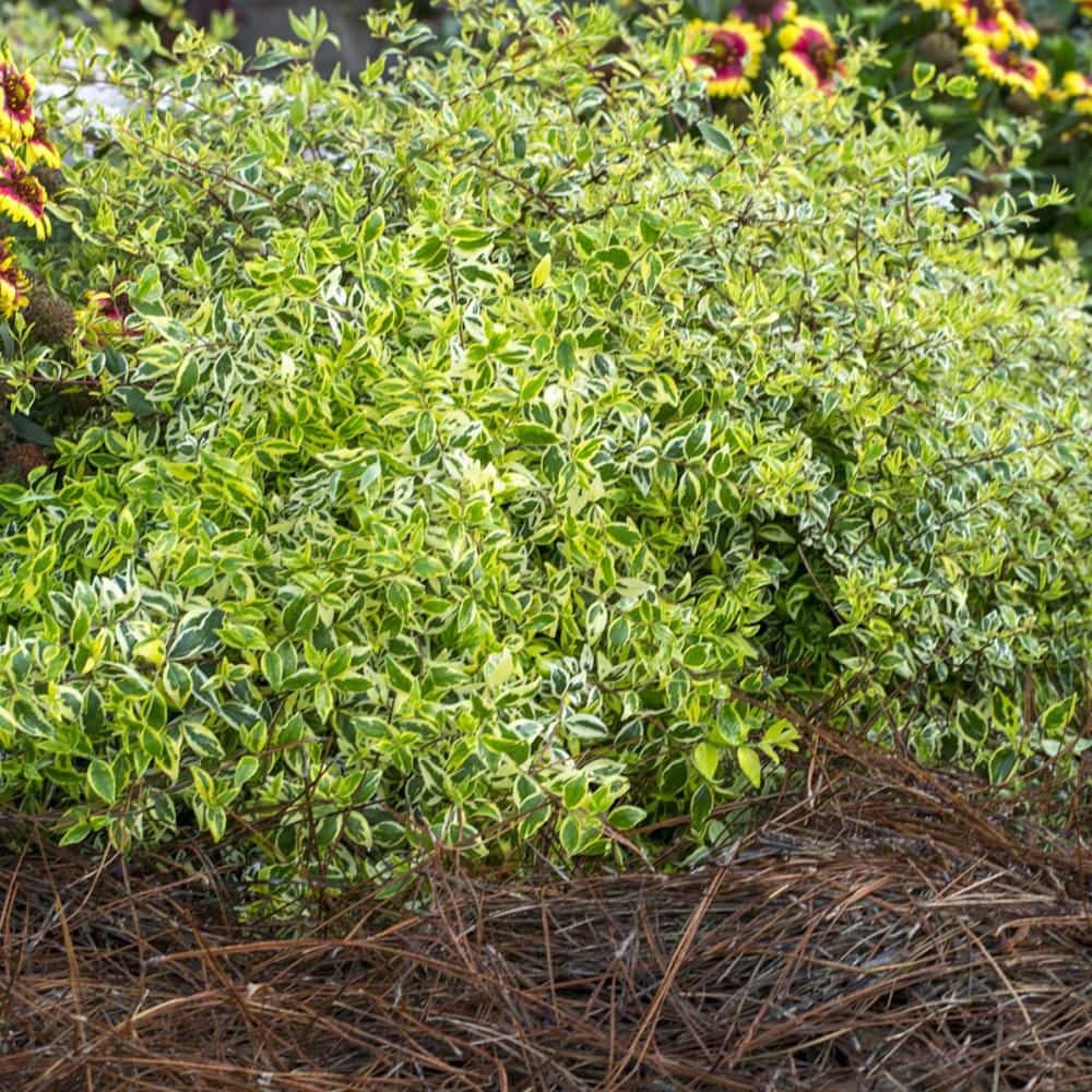 2.5 Qt. Miss Lemon Abelia With Light Pink Flowers, Live Semi-Evergreen Shrub Plant - Hercitys