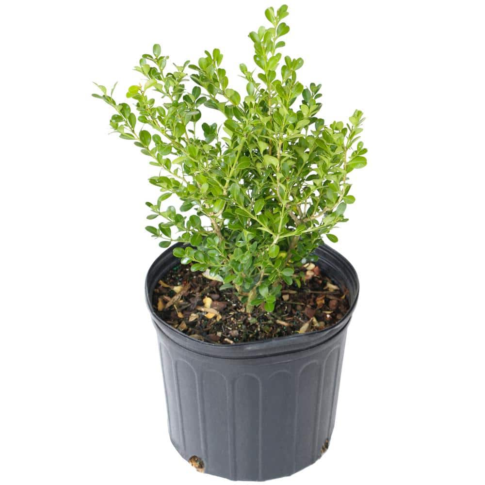 2.25 Gal. Boxwood Wintergreen Shrub - Hercitys